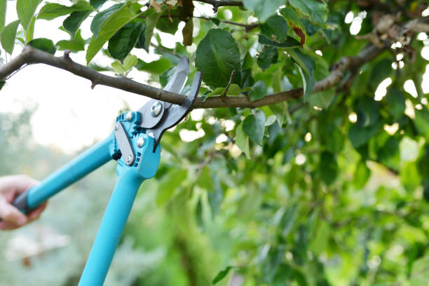 Tree Branch Trimming in Sedgwick, KS